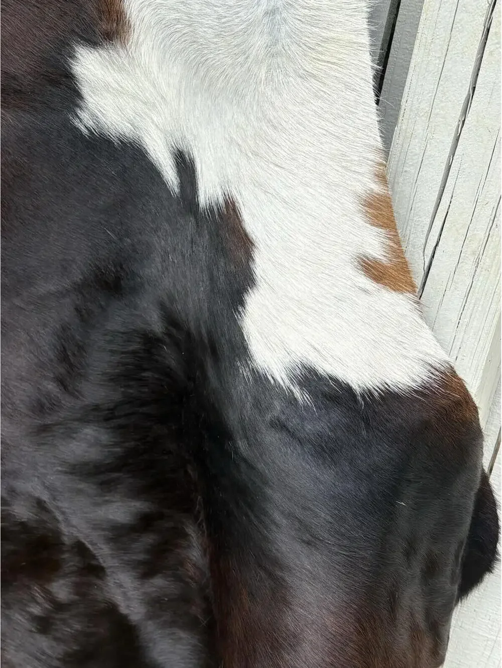 Brown and white Cowhide Leather Cow Skin Rug sunshine cowhide made In Brazil.
